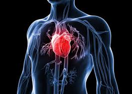 قلب و عروق چیست بیماری های قلبی و عروقی pdf درمان بیماری قلبی مقاله قلب و عروق و پیشگیری از بیماری های مربوط به آن شایع ترین بیماری های قلبی علائم بیماری قلبی در زنان علائم ظاهری بیماری قلبی بیماری های قلبی عروقی ppt
